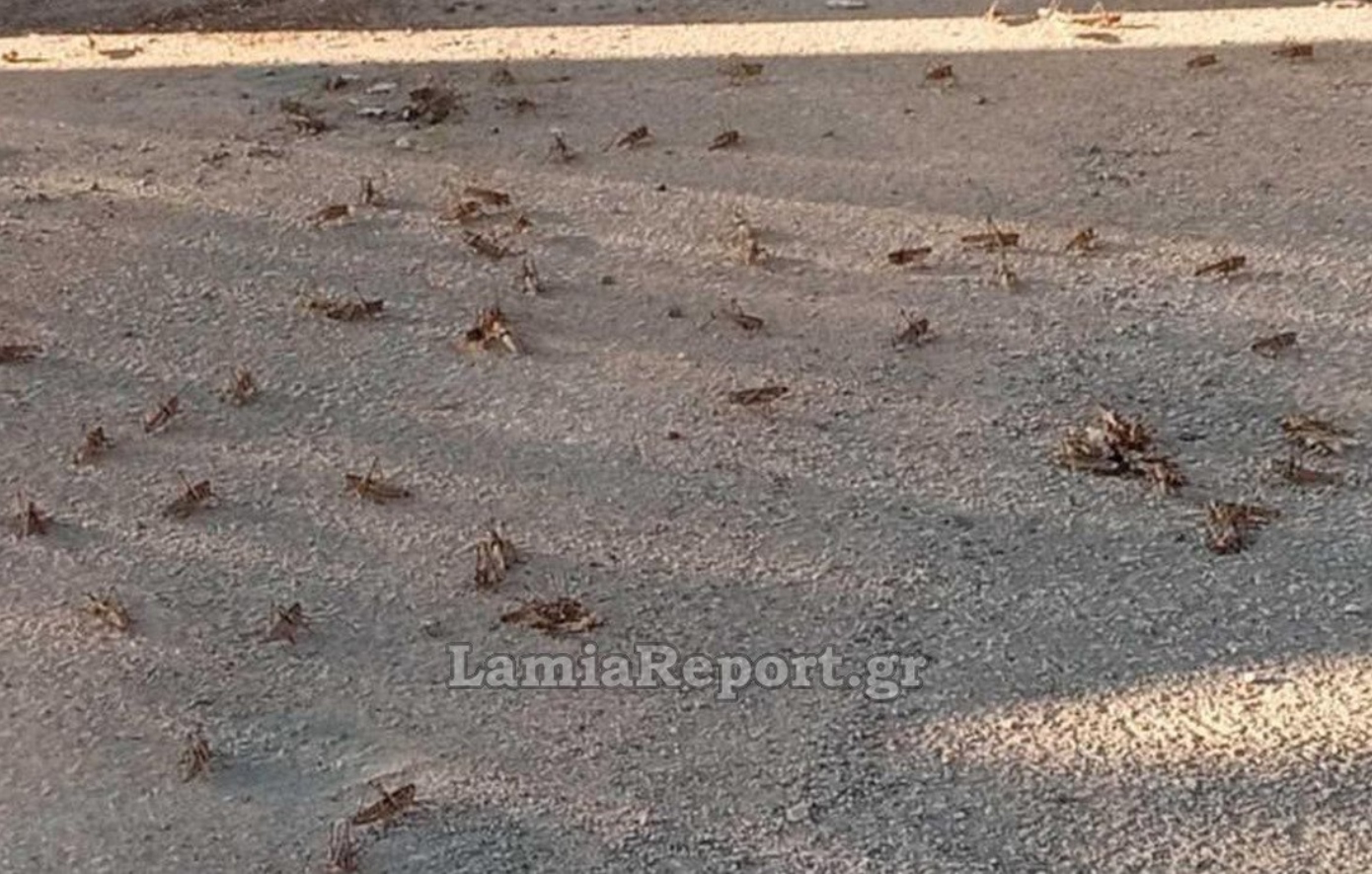 «Επιδρομή» από ακρίδες στη Λαμία