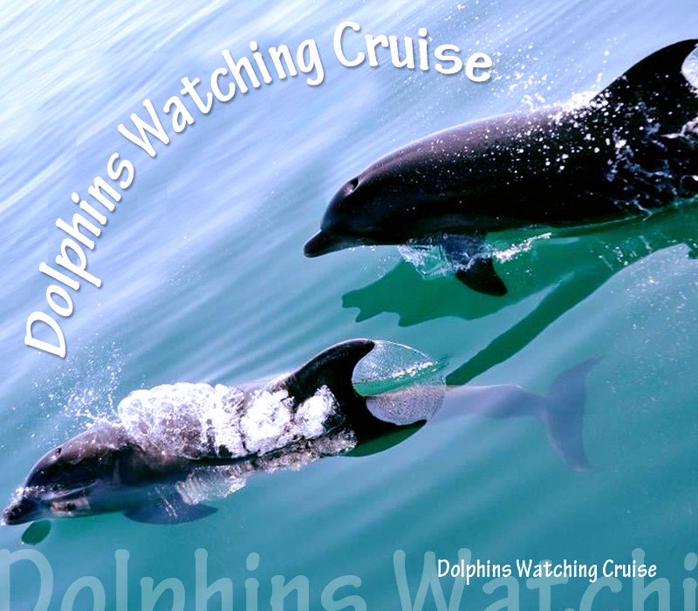 Καλοκαιρινό δώρο κρουαζιέρα παρέα με δελφίνια Καλοκαιρινό δώρο κρουαζιέρα παρέα με δελφίνια