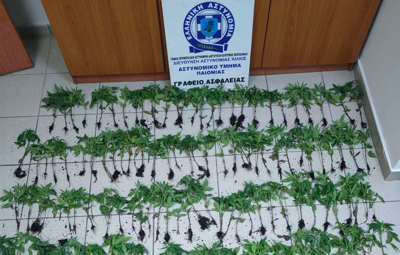 Εντοπίστηκαν 165 δενδρύλλια κάνναβης στη Θεσσαλονίκη – Σύλληψη 37χρονου Αλβανού