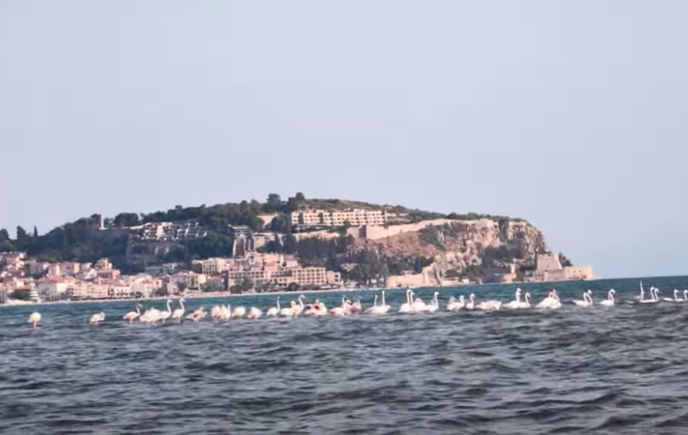 Δεκάδες ροζ φλαμίνγκο στο Ναύπλιο &#8211; Δείτε φωτογραφίες