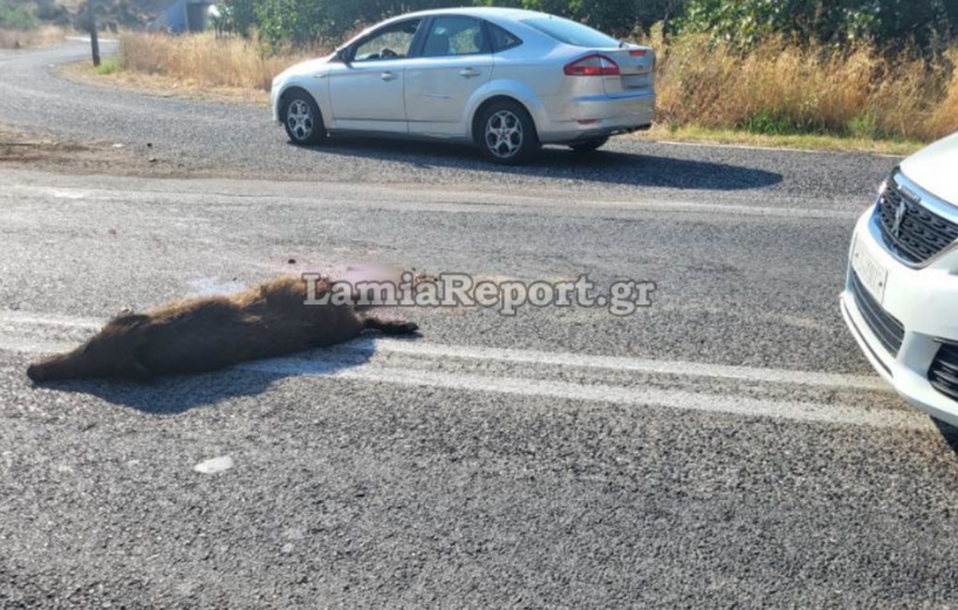 Τροχαίο με αγριογούρουνο στη Λαμία