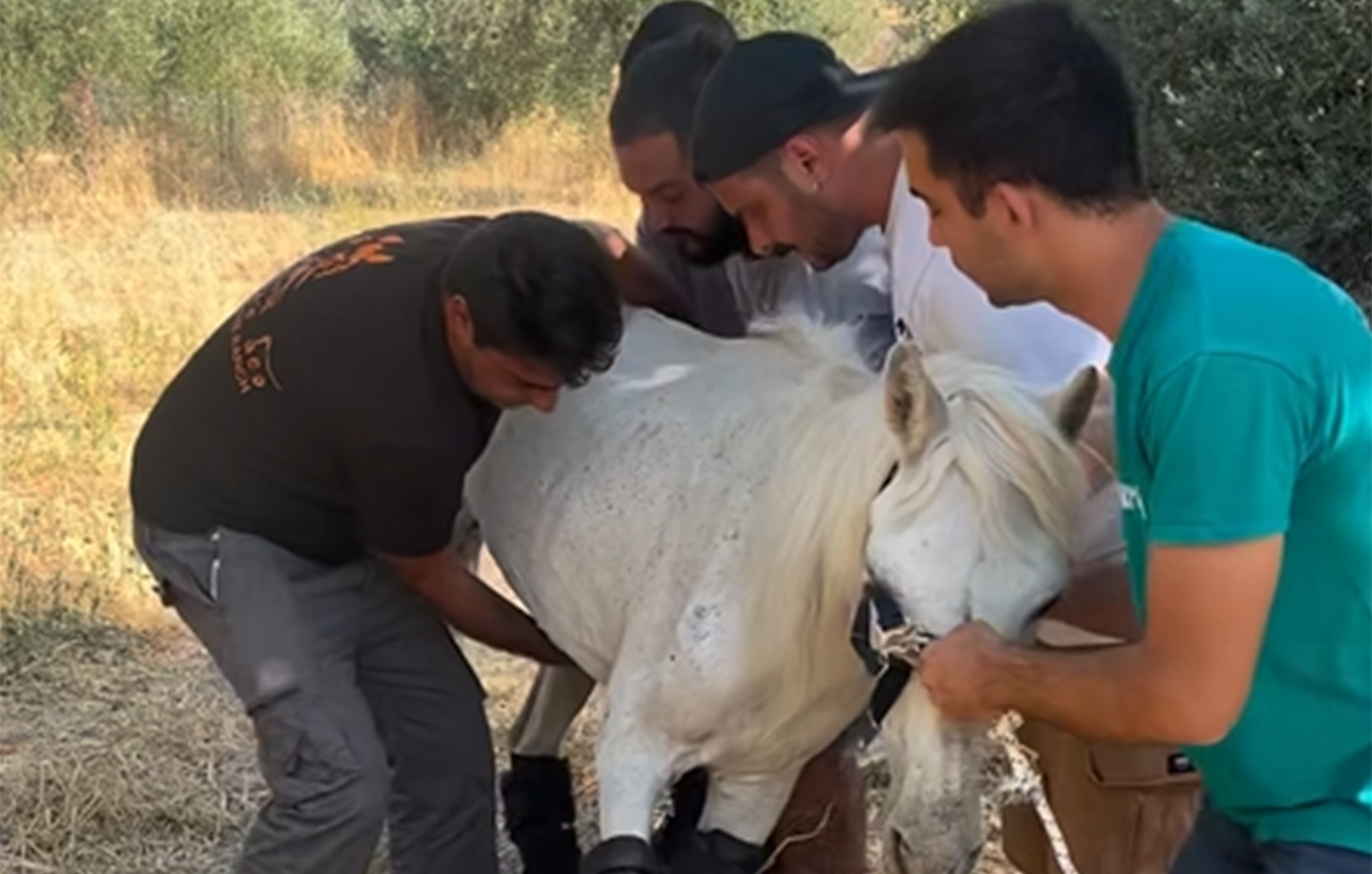 Η θλιβερή ιστορία της Μαριάνθης, ενός εγκαταλελειμμένου αλόγου που δίνει μάχη για τη ζωή του &#8211; «Ένας ζωντανός σκελετός»