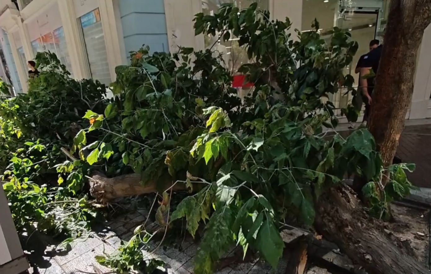 Πτώση δέντρου στην Ερμού λόγω ισχυρών ανέμων &#8211; Αναστάτωση στο κέντρο της Αθήνας