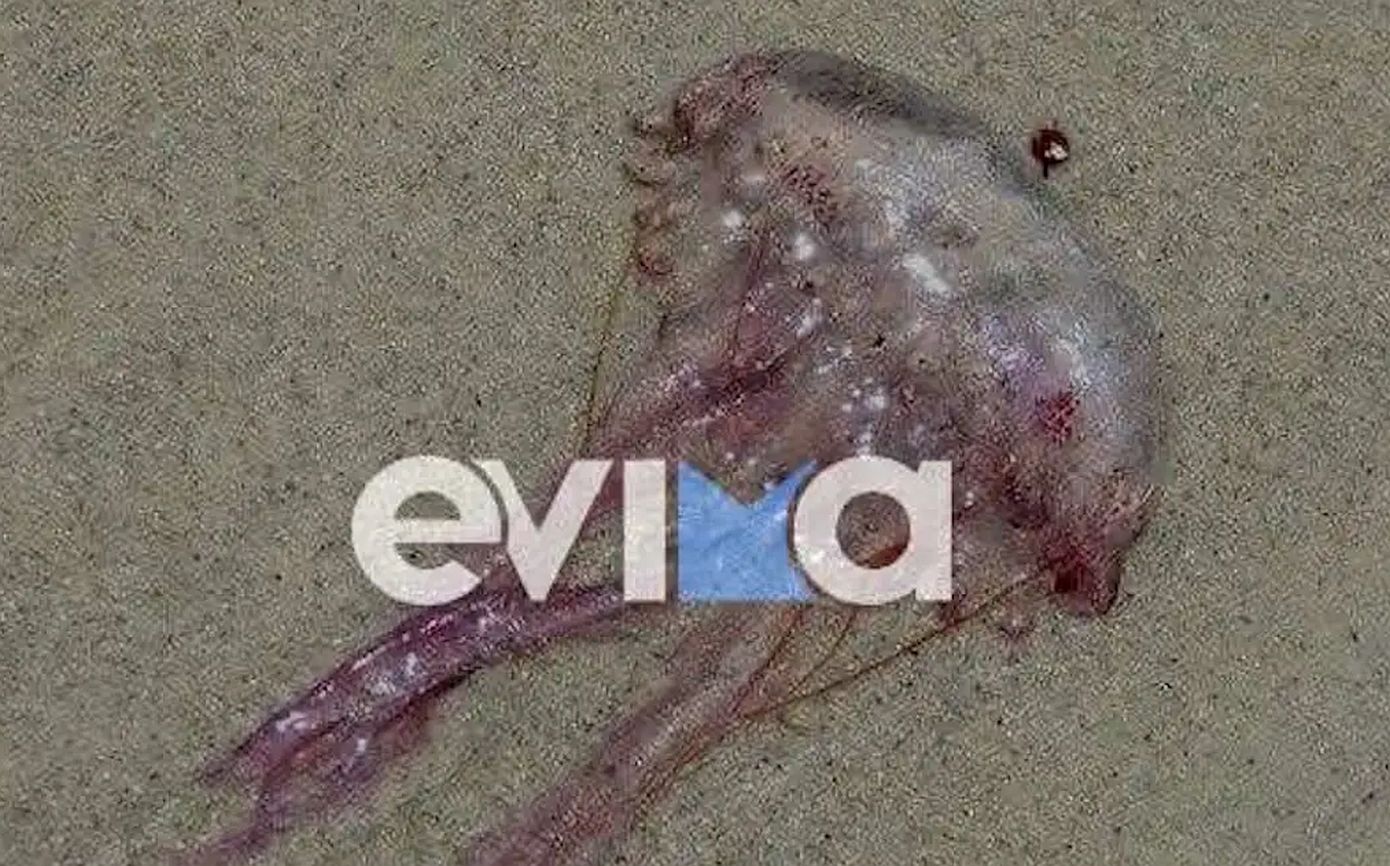 Γέμισαν μωβ μέδουσες οι παραλίες της Εύβοιας &#8211; Ανησυχία και προβληματισμός στους λουόμενους