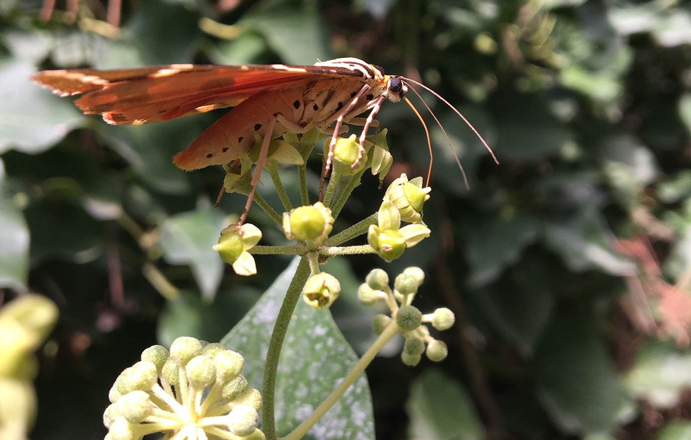 Πάρος Πάρος