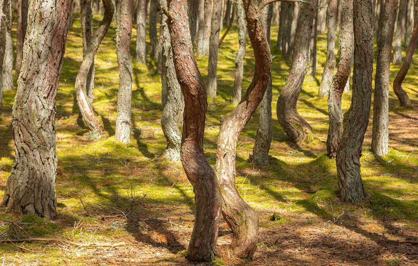 Το δάσος που χορεύει στη Ρωσία