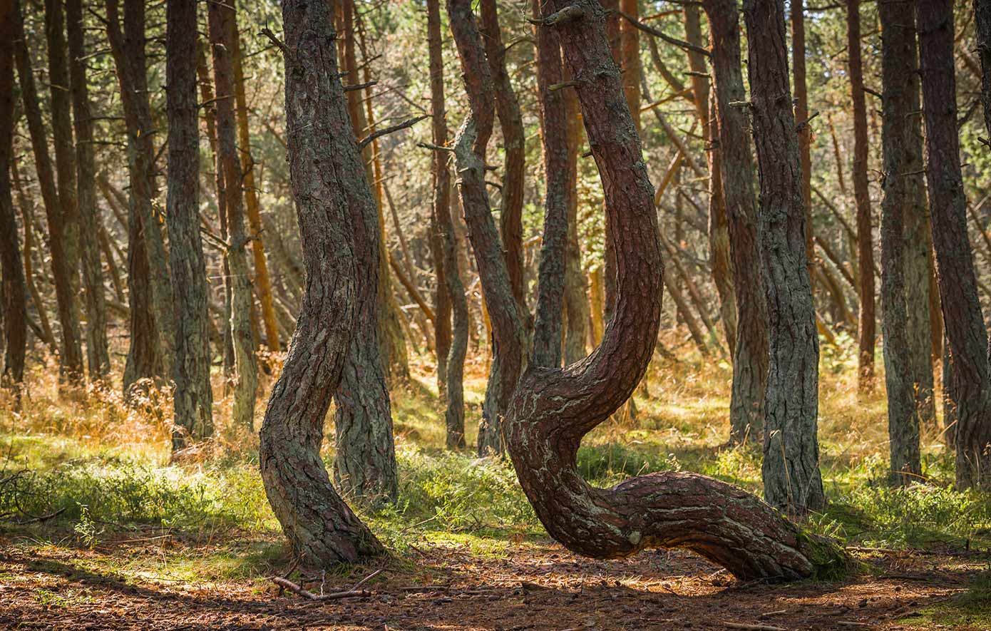 Το δάσος που χορεύει στη Ρωσία