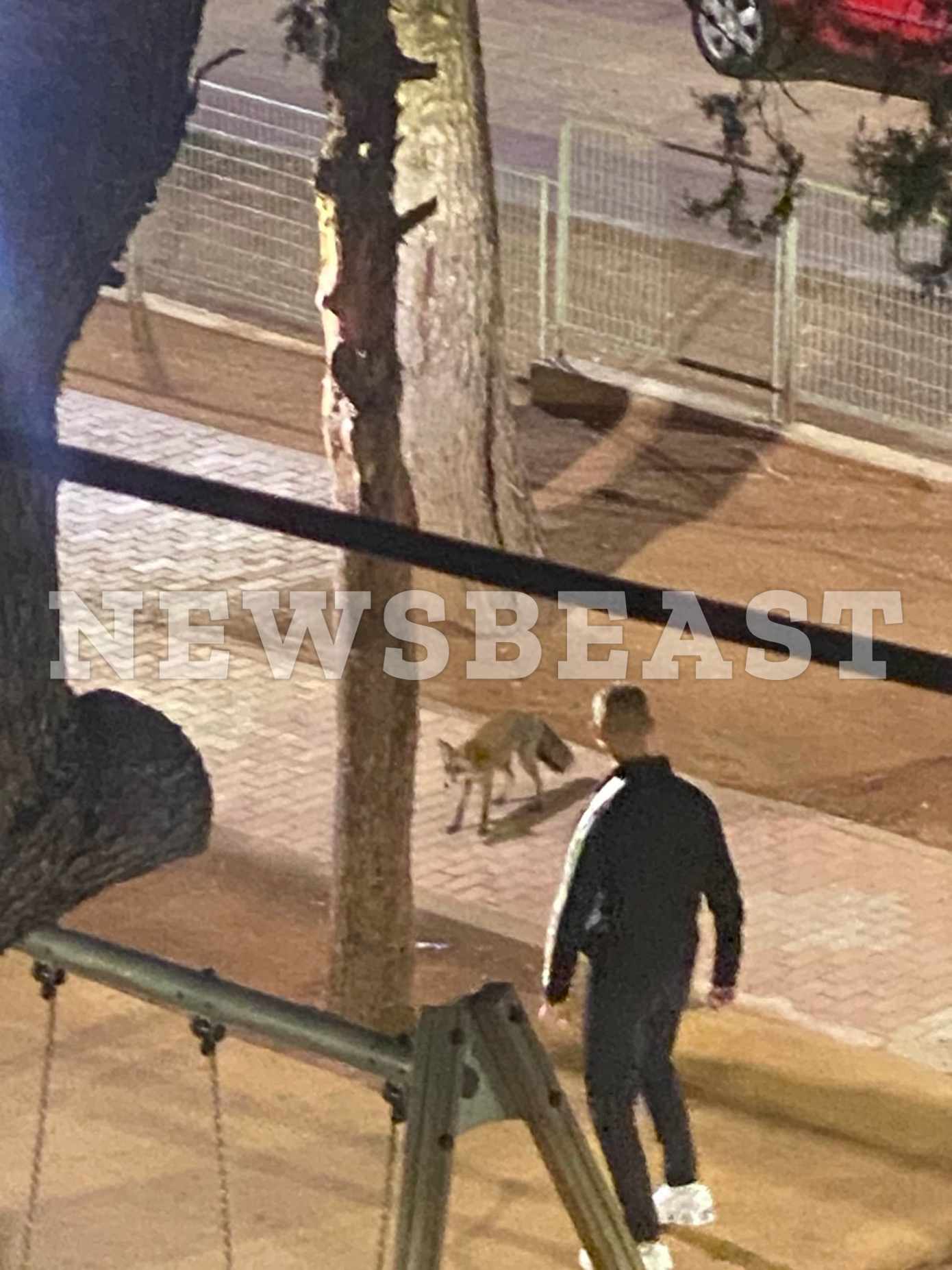 Αλεπούδες στην Πετρούπολη