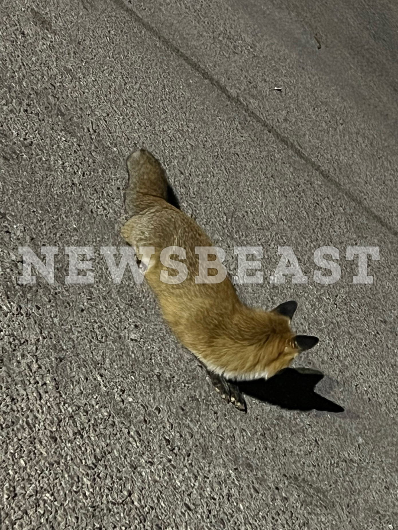 Αλεπούδες στην Πετρούπολη