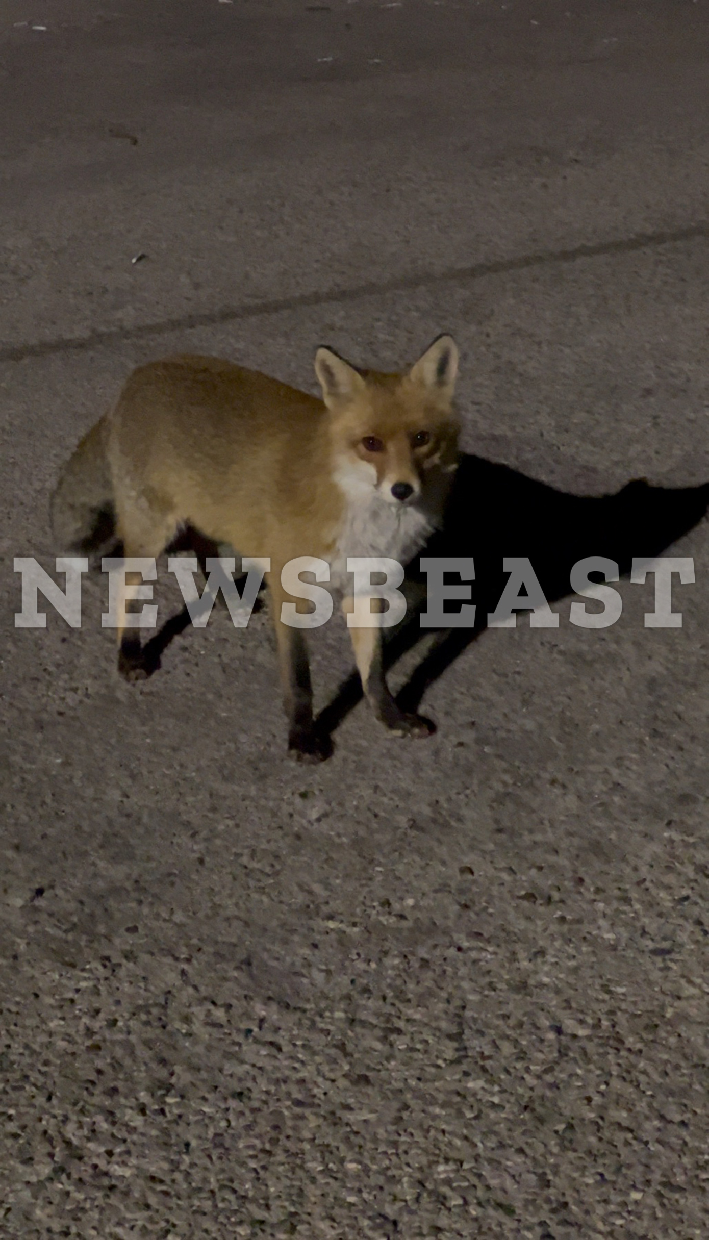 Αλεπούδες στην Πετρούπολη