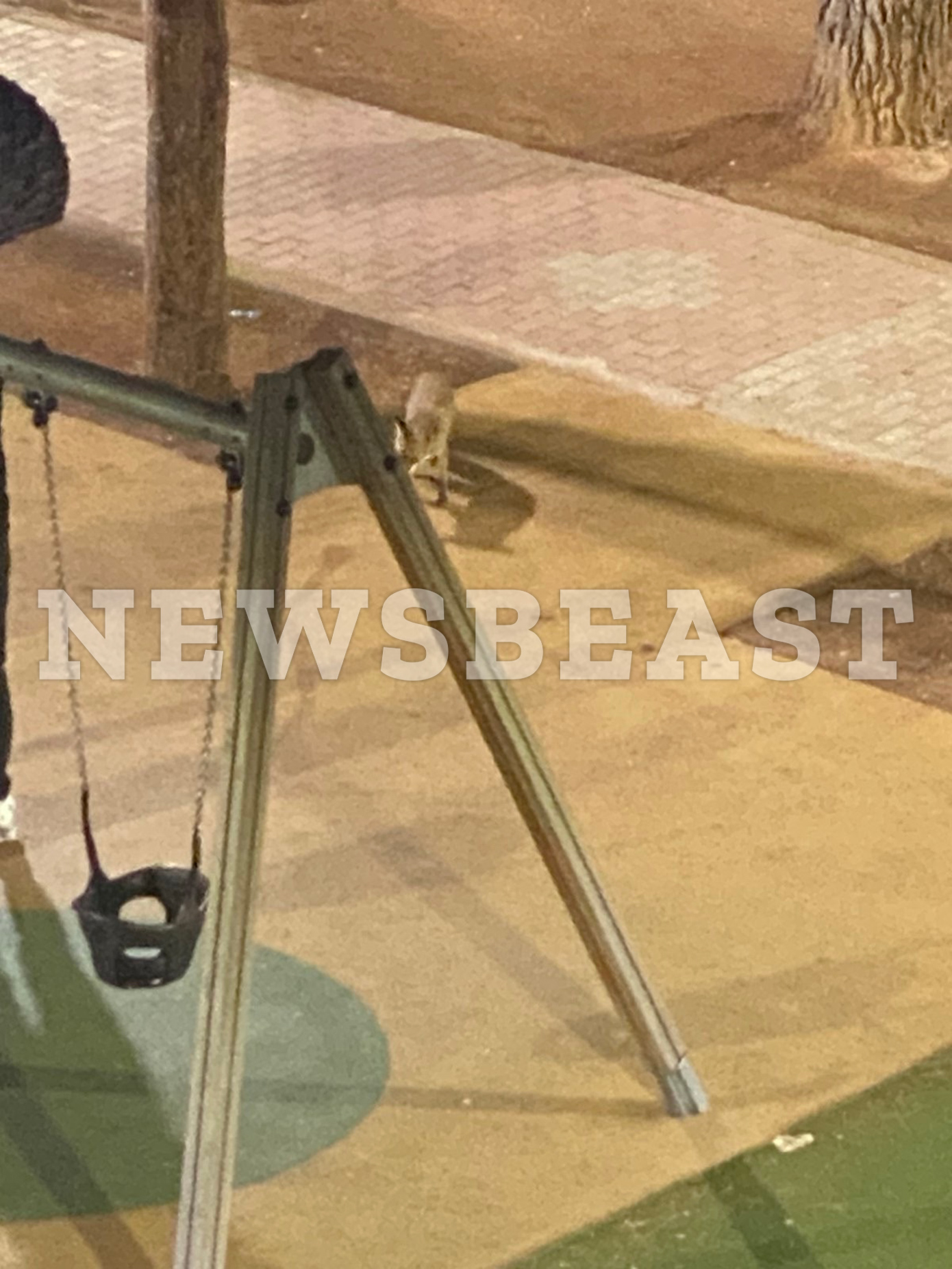 Αλεπούδες στην Πετρούπολη