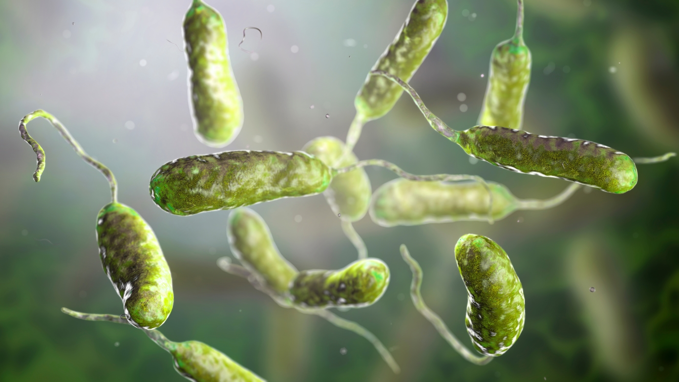 Vibrio vulnificus: Το σαρκοφάγο βακτήριο που κατακλύζει τις αμερικανικές ακτές &#8211; 1 στις 5 μολύνσεις οδηγεί σε θάνατο
