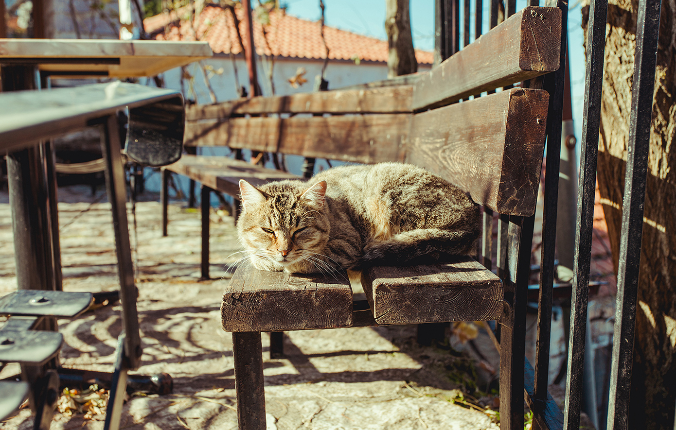 Φιδάκια Καρπενήσι