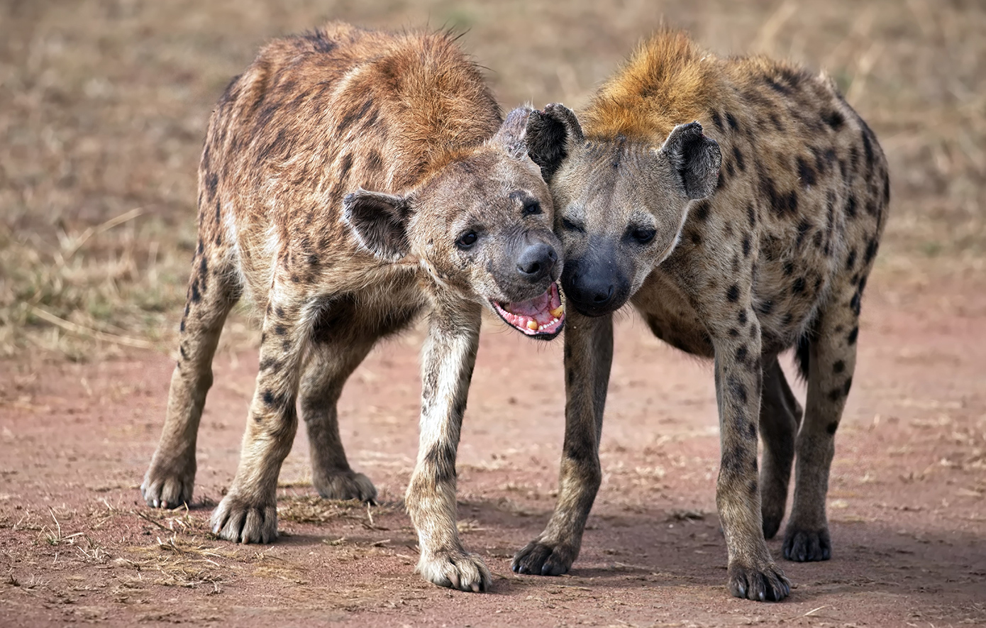 Ύαινα Ύαινα
