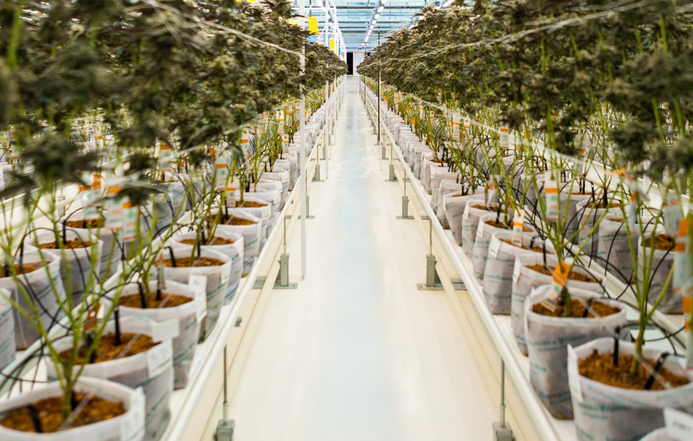 Φαρμακευτική κάνναβη Φαρμακευτική κάνναβη