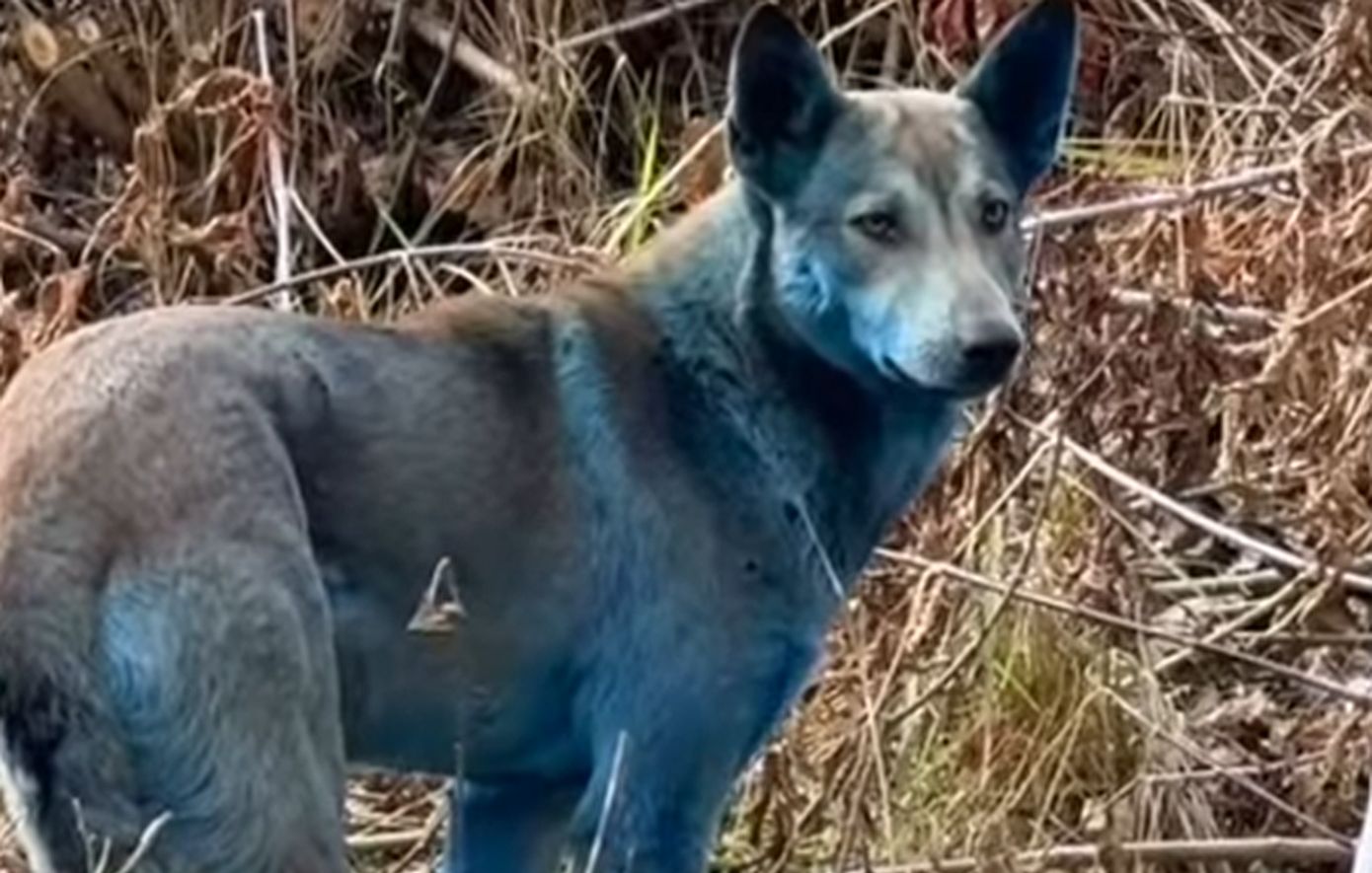 Μυστήριο στο Τσερνόμπιλ: Εντοπίστηκαν σκύλοι με μπλε τρίχωμα και προκαλούν ανησυχία