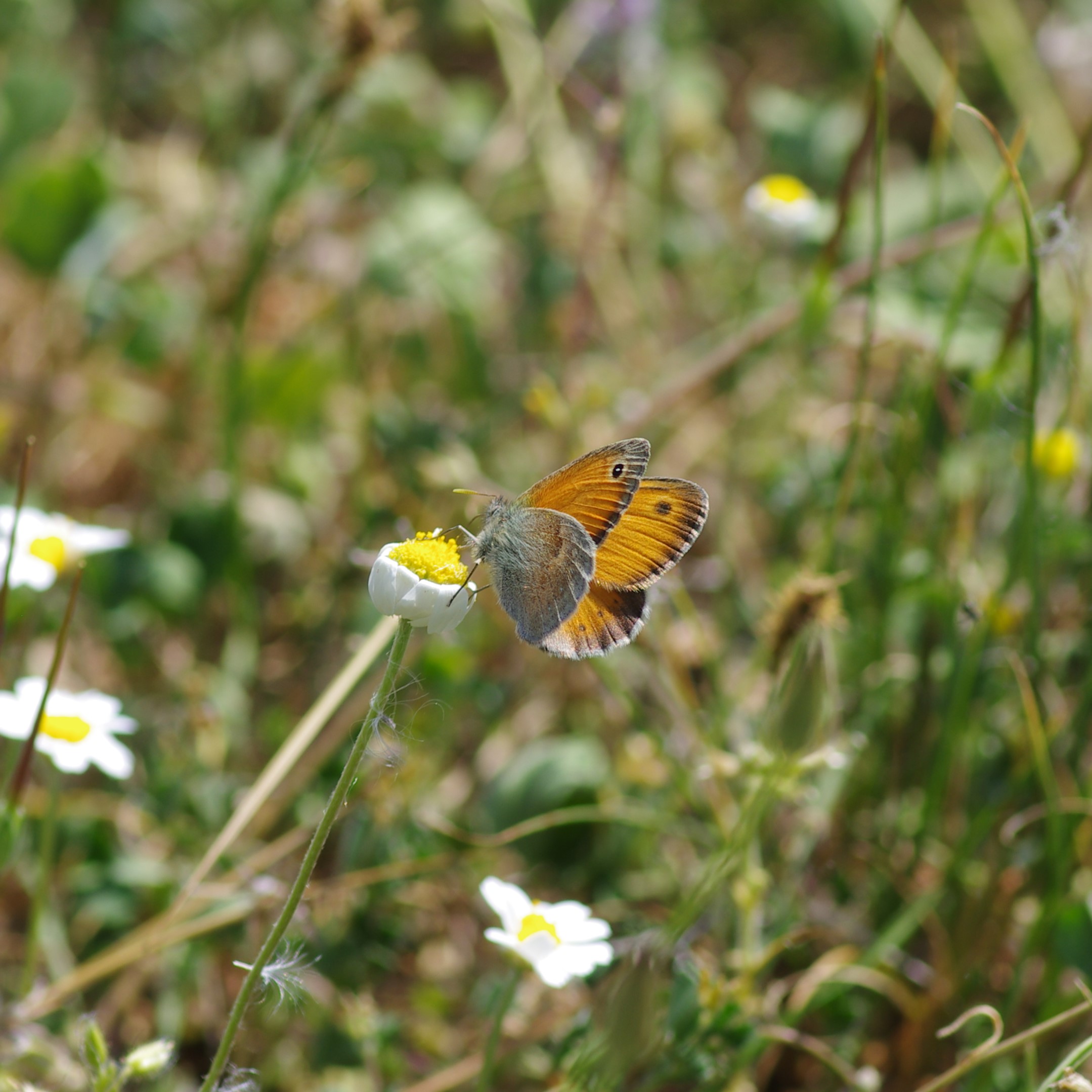 Ιωάννινα: Έχουν τον ίδιο αριθμό ειδών πεταλούδας με ολόκληρο το Ηνωμένο Βασίλειο Ιωάννινα: Έχουν τον ίδιο αριθμό ειδών πεταλούδας με ολόκληρο το Ηνωμένο Βασίλειο