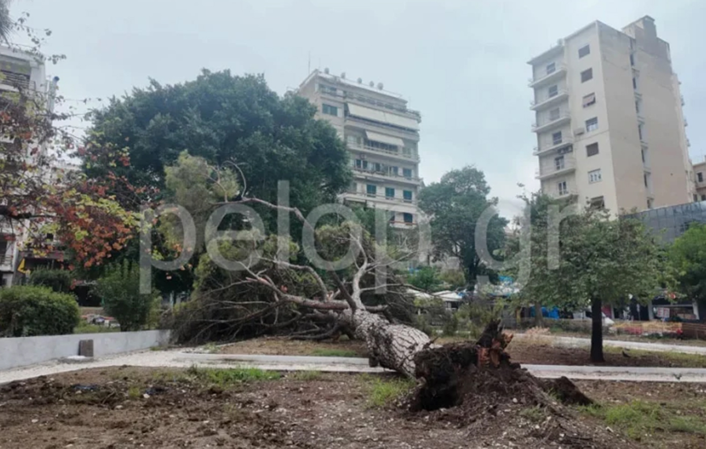Τρόμος στην Πλατεία Όλγας στην Πάτρα: Δέντρο 15 μέτρων έπεσε ξαφνικά σε κεντρική πλατεία