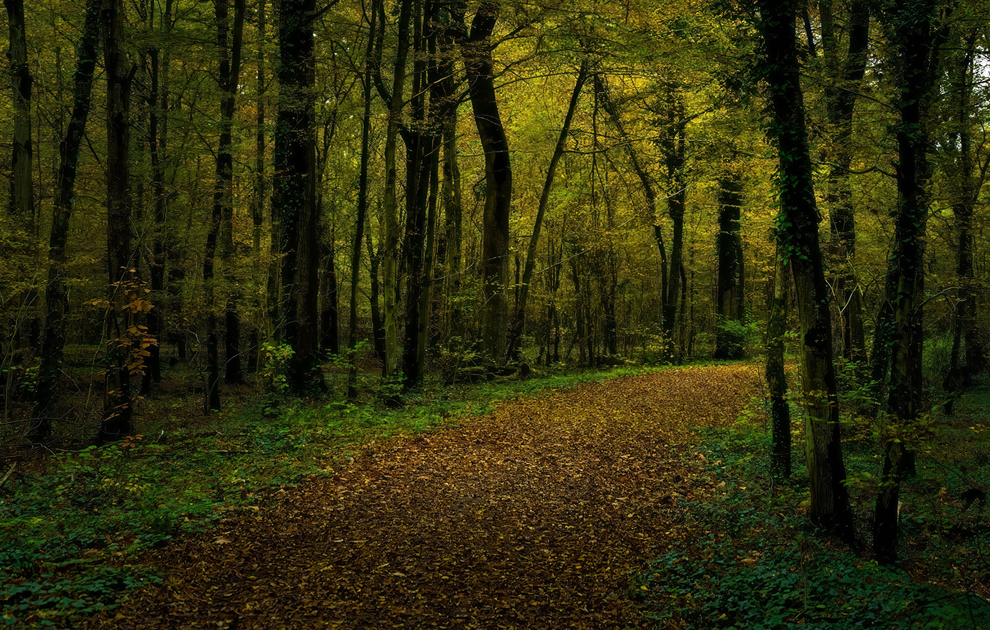 Μέλας Δρυμος Γερμανία Μέλας Δρυμος Γερμανία
