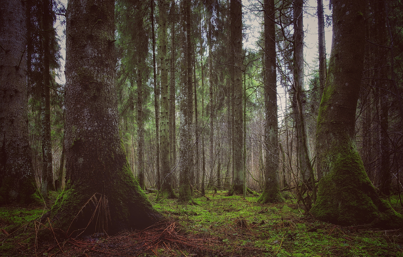 Μέλας Δρυμος Γερμανία Μέλας Δρυμος Γερμανία