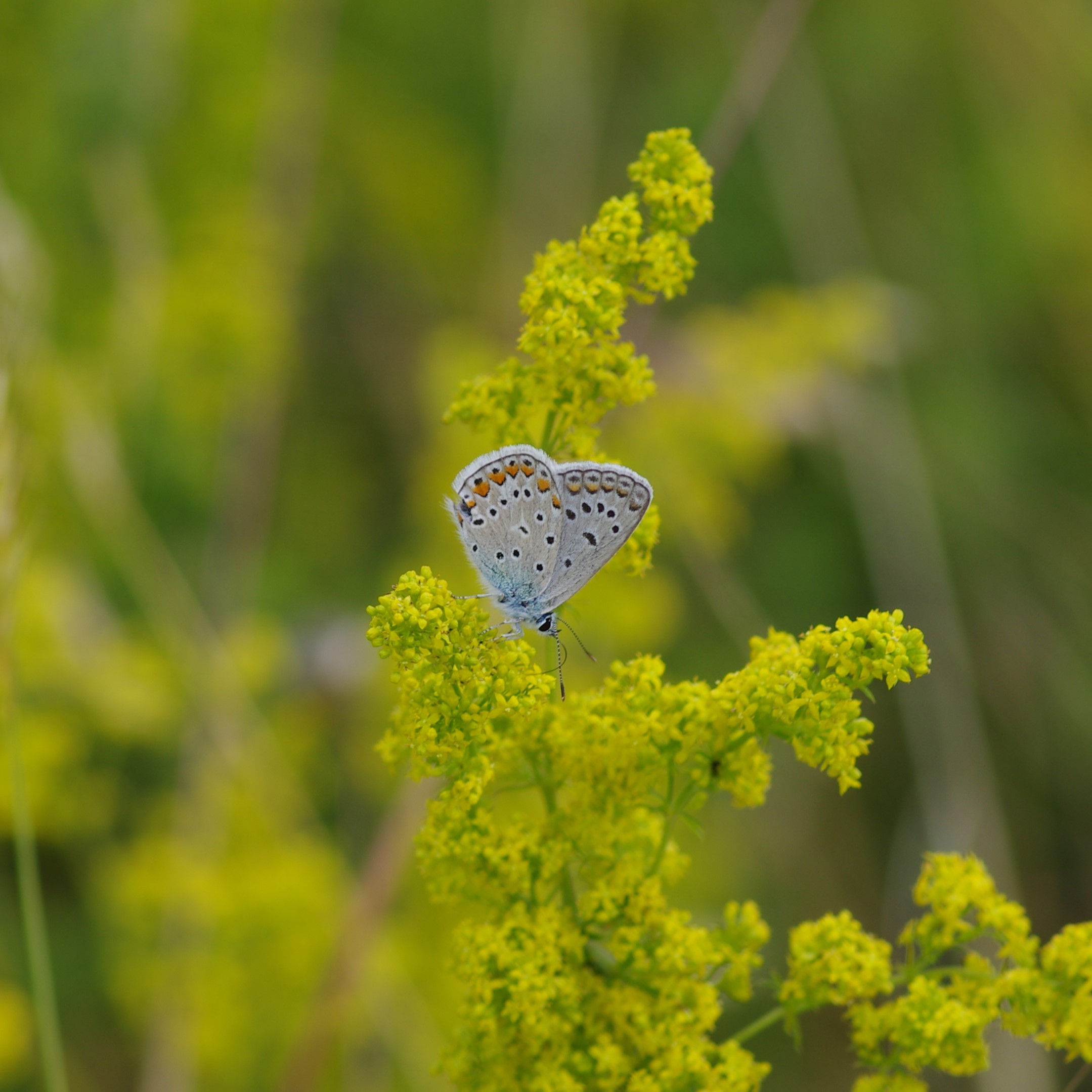 Ιωάννινα: Έχουν τον ίδιο αριθμό ειδών πεταλούδας με ολόκληρο το Ηνωμένο Βασίλειο Ιωάννινα: Έχουν τον ίδιο αριθμό ειδών πεταλούδας με ολόκληρο το Ηνωμένο Βασίλειο