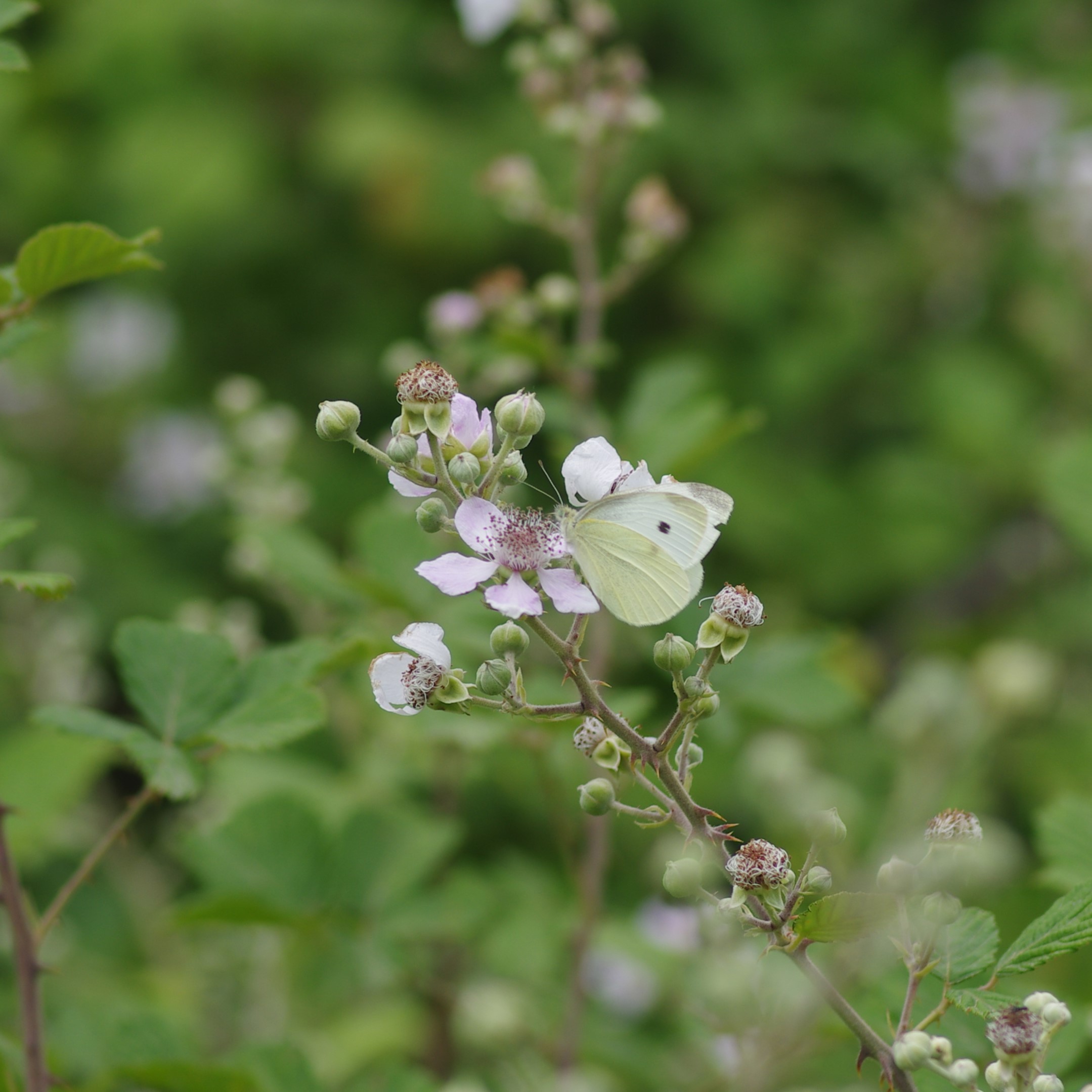 Ιωάννινα: Έχουν τον ίδιο αριθμό ειδών πεταλούδας με ολόκληρο το Ηνωμένο Βασίλειο Ιωάννινα: Έχουν τον ίδιο αριθμό ειδών πεταλούδας με ολόκληρο το Ηνωμένο Βασίλειο