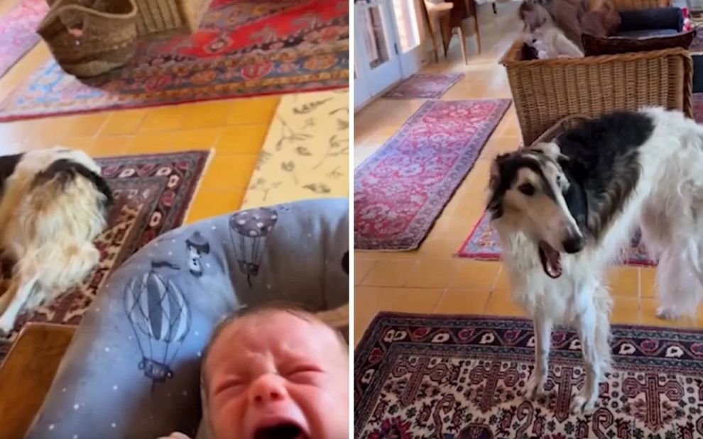 Σκύλοι ακούνε μωρό να κλαίει και η αντίδρασή τους είναι «όλα τα λεφτά»