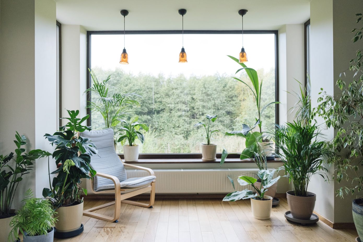 Πώς να κρατήσετε τα φυτά εσωτερικού χώρου υγιή χωρίς κόπο
