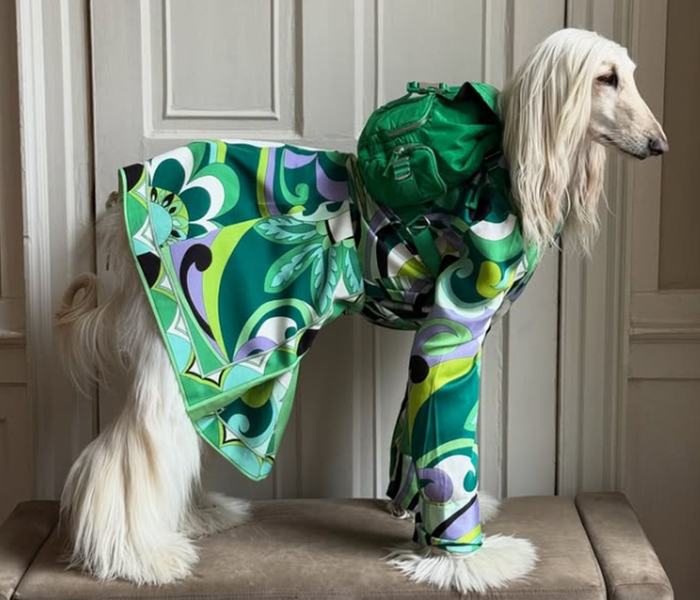 To αγαπημένο μας top model ονομάζεται Samantha και είναι ράτσας Afghan Hound