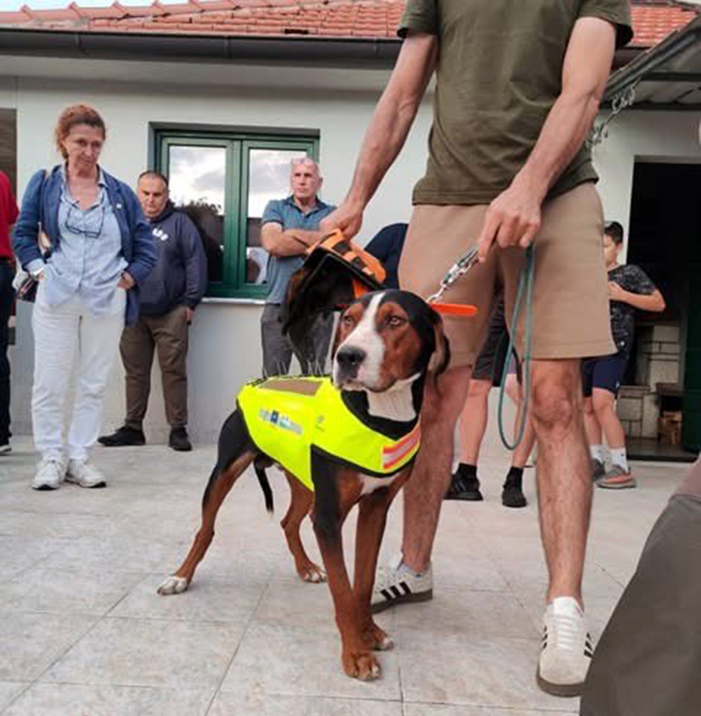 Γιλέκα με καρφιά για κυνηγόσκυλα για να γλυτώνουν από δαγκώματα λύκων