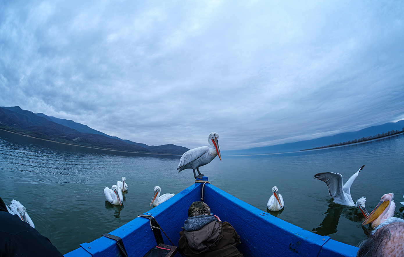 Λίμνη Κερκίνη Λίμνη Κερκίνη