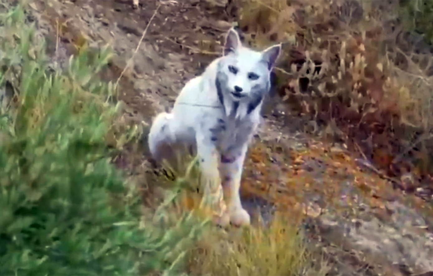 Το «Λευκό Φάντασμα» του μεσογειακού δάσους για πρώτη φορά στον φακό