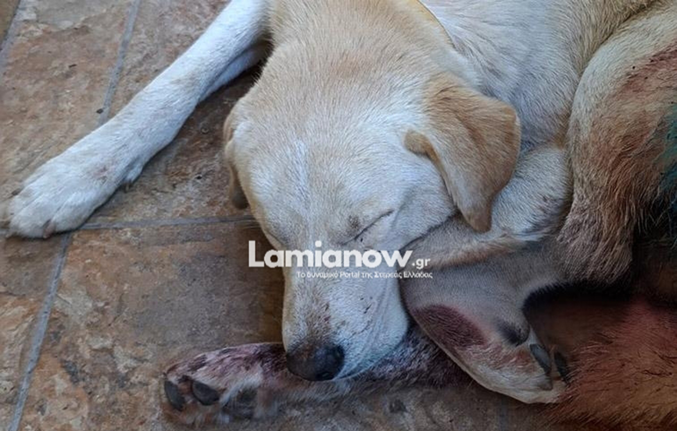 Αποτρόπαιη κακοποίηση σκύλου στα Καμένα Βούρλα &#8211; Δέχτηκε πυροβολισμούς έξω από την αυλή του