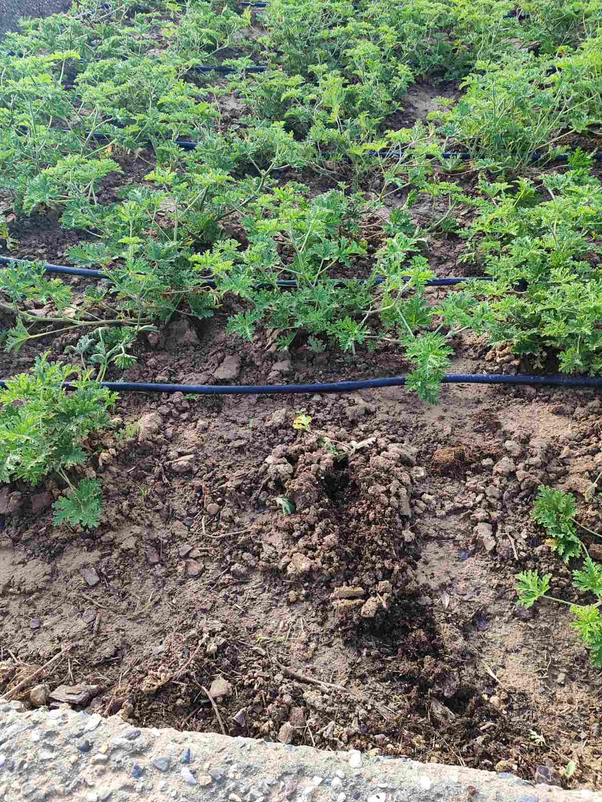 Κλέβουν από τα παρτέρια του δήμου Θεσσαλονίκης τον δυόσμο και το θυμάρι