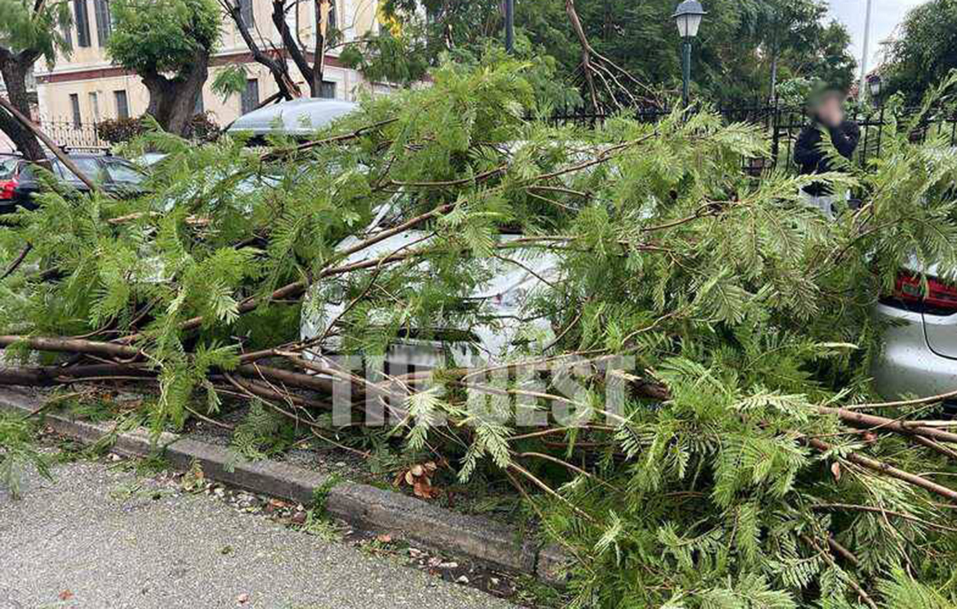 Πάτρα: Ξεριζώθηκαν κι έσπασαν πάνω από δέκα δέντρα από τον αέρα στον περίβολο του Αγίου Ανδρέα