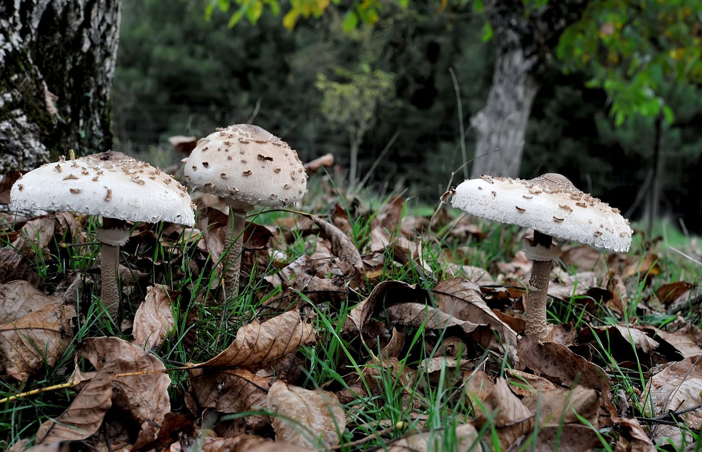 Σε κρίσιμη αλλά σταθερή κατάσταση το ζευγάρι που έπαθε δηλητηρίαση από μανιτάρια στην Έδεσσα &#8211; Το μήνυμα του γιου τους