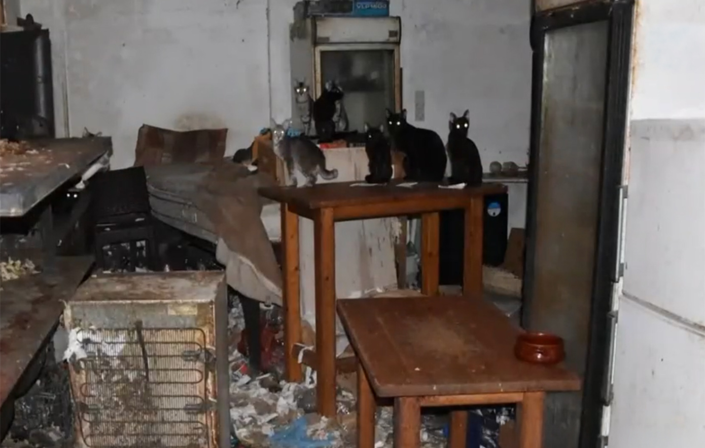 Πρόστιμο πάνω από 1,7 εκατ. ευρώ σε κάτοικο της Δονούσας &#8211; Είχε φυλακισμένες 58 γάτες, μέσα στα σκουπίδια