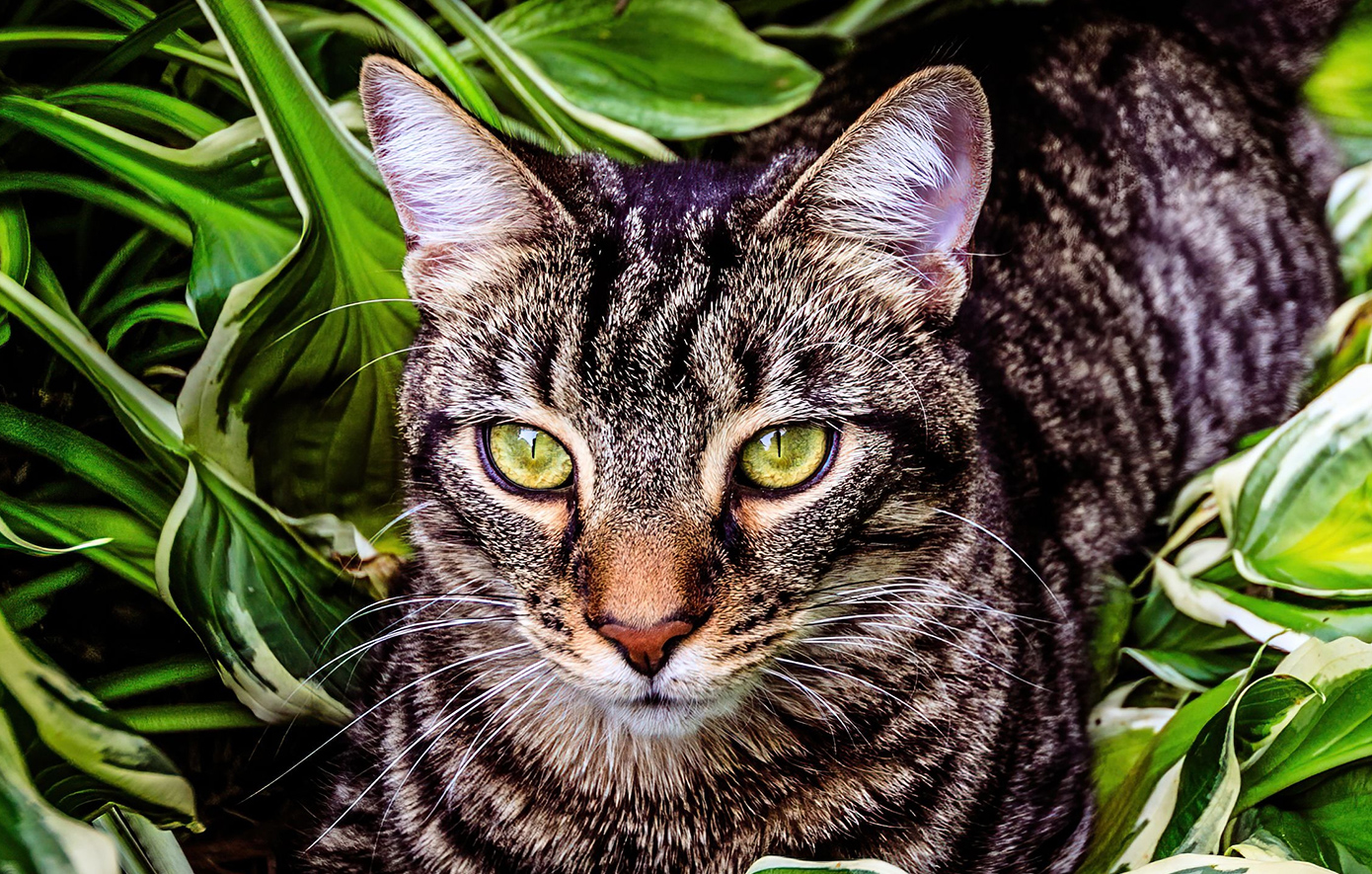 Η Νέα Ζηλανδία σχεδιάζει να θανατώσει 2,5 εκατ. άγριες γάτες έως το 2050