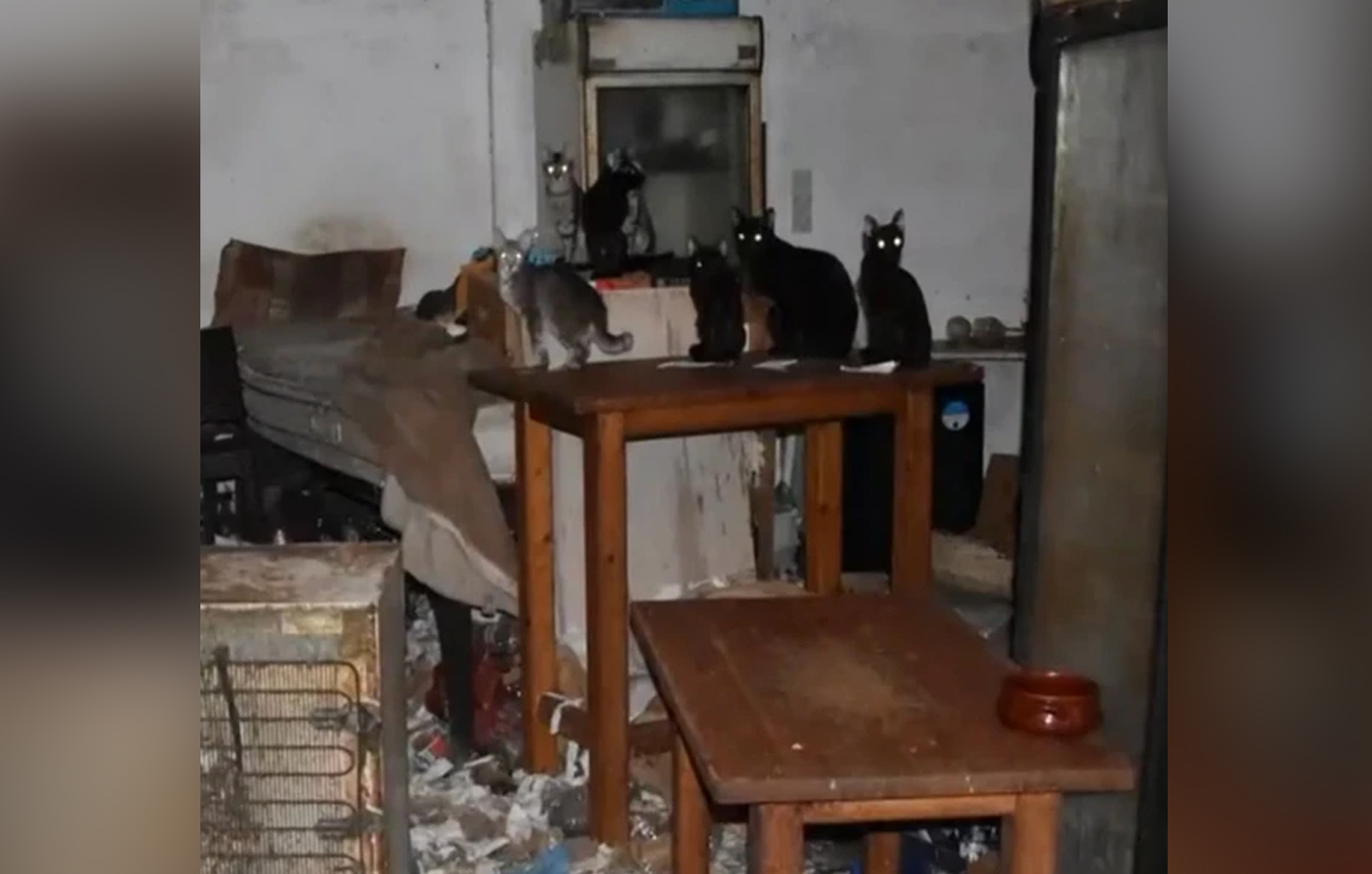 Στη φυλακή ο «συλλέκτης &#8211; κακοποιητής ζώων του Μοσχάτου» και πρόστιμο 1,7 εκατ. ευρώ για 58 υποσιτισμένες γάτες