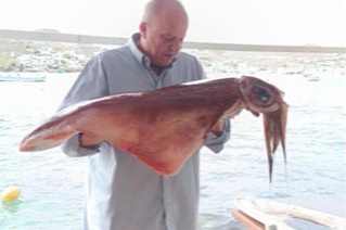 Δύο γιγάντια καλαμάρια εμφανίστηκαν στη Μύκονο &#8211; Ντόπιος βούτηξε και τα έπιασε με τα χέρια