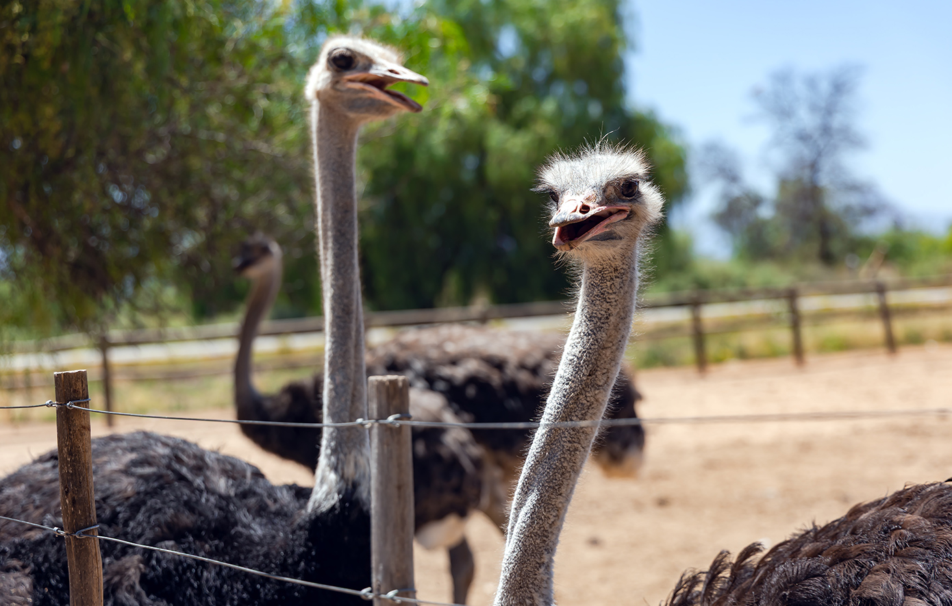 Καναδάς: Σφαγή για 300 στρουθοκάμηλους οι οποίοι έχουν προσβληθεί από την γρίπη των πτηνών