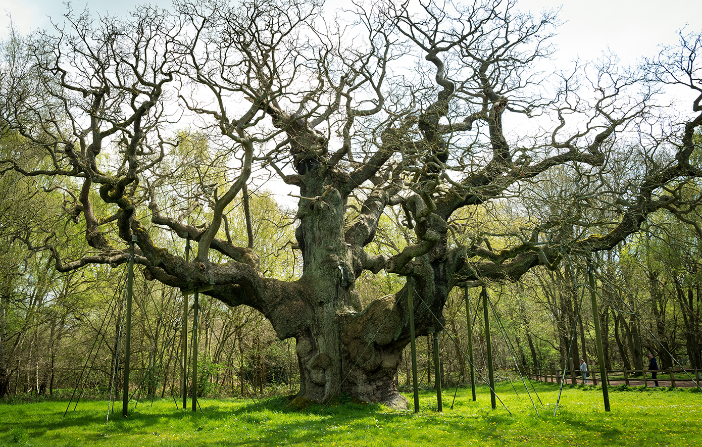 Ρομπέν των Δασών