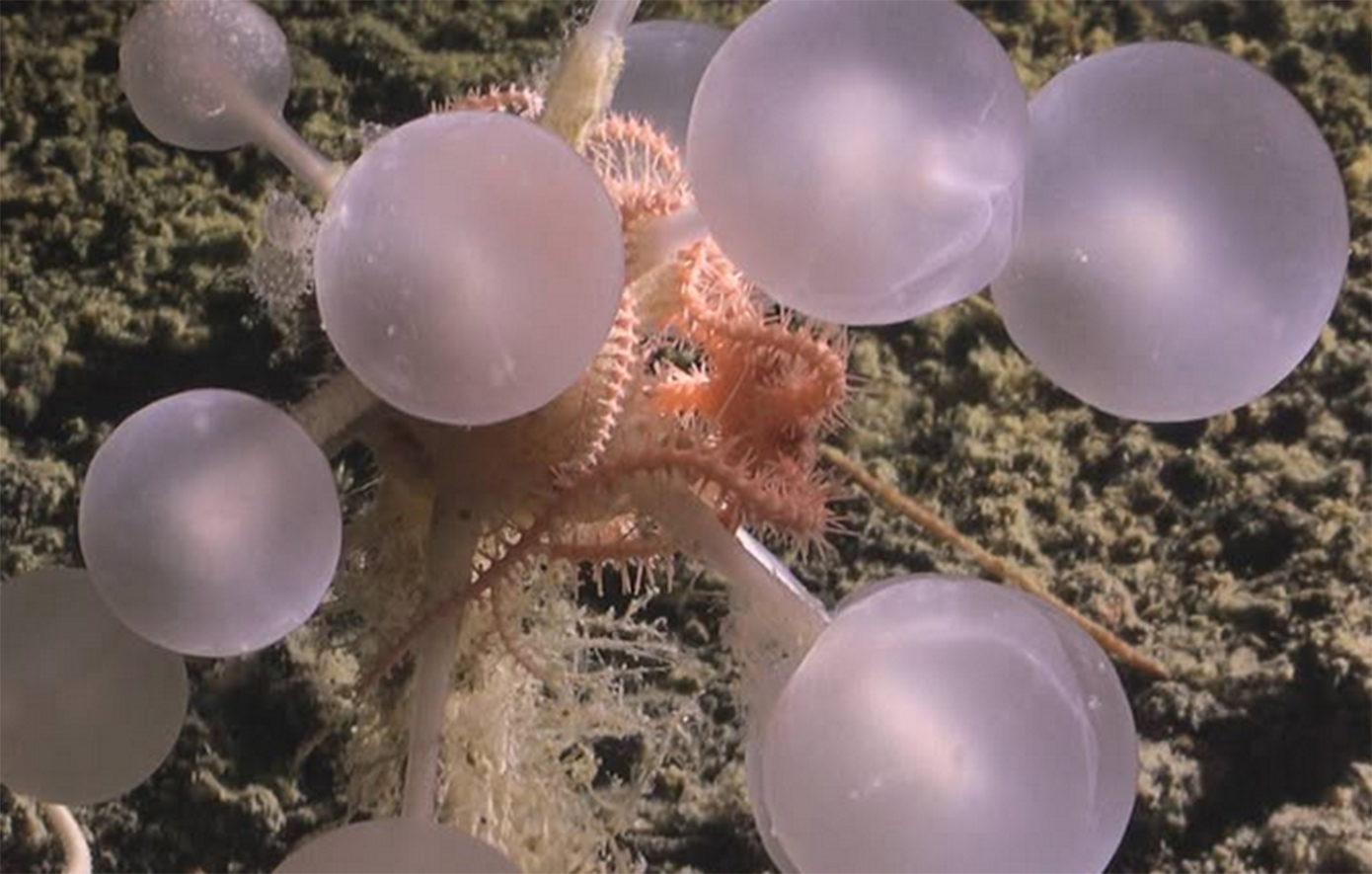 Το σαρκοφάγο «σφουγγάρι του θανάτου»: Σαστισμένοι οι επιστήμονες από το νέο είδος που ζει στα πιο βαθιά σημεία του ωκεανού