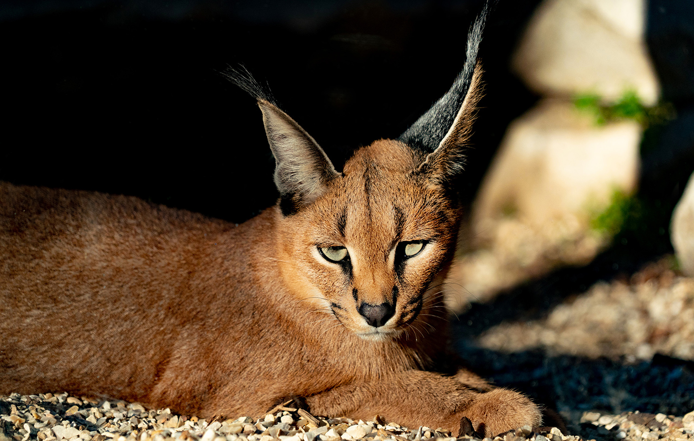 Αφρικανική άγρια γάτα Σερβάλ Αφρικανική άγρια γάτα Σερβάλ