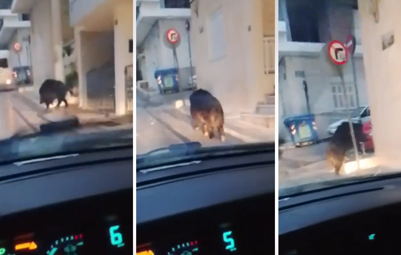 Αγριογούρουνο άρχισε να&#8230; κόβει βόλτες μέσα στο Περιστέρι &#8211; Δείτε βίντεο