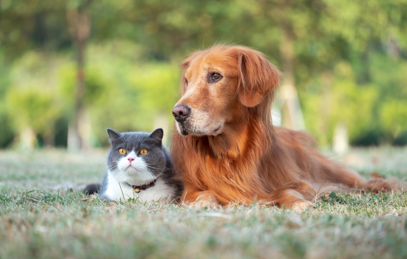 Προτιμάτε γάτα ή σκύλο; Τι λέει αυτό για την προσωπικότητά σας;
