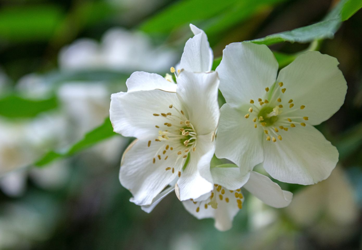 Aυτό το φυτό φέρνει όλα τα καλά στο σπίτι και τώρα είναι η κατάλληλη περίοδος να το φυτέψετε