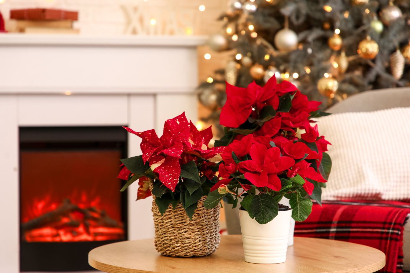 Θέλετε το αλεξανδρινό σας να μείνει ανθισμένο και μετά τα Χριστούγεννα; Γίνεται