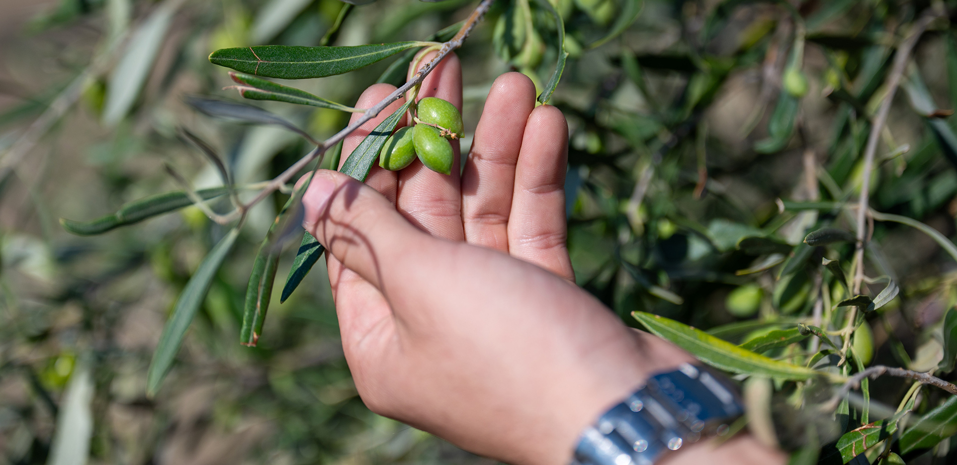Zero Drop Μόρνος: Καμία σταγόνα νερού χαμένη