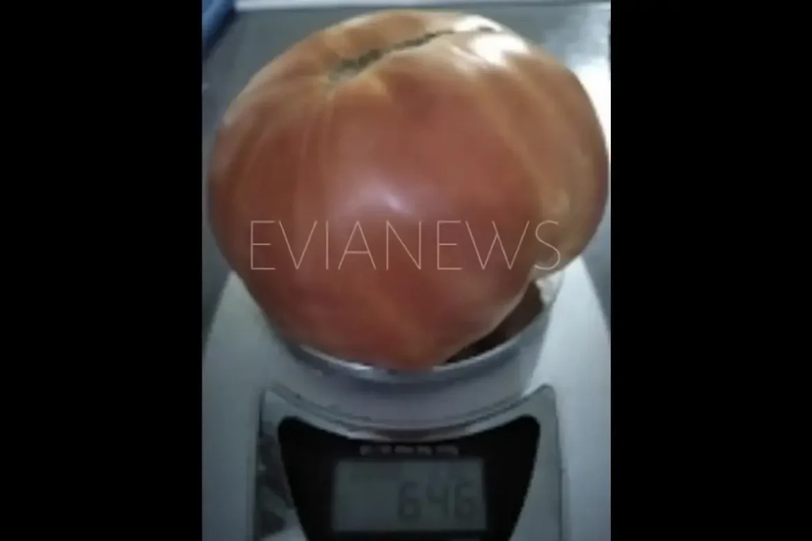 Παραγωγός στην Εύβοια αντίκρισε στον κήπο του ντομάτα &#8211; γίγαντα